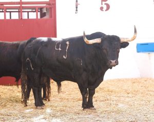 Sorteados los de Murteira Grave para Málaga