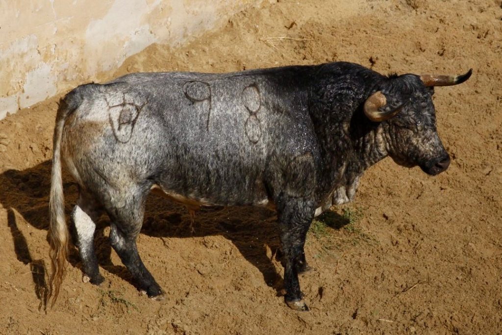 Los toros de Rehuelga y Pallarés que abren la Feria de Cuenca