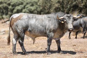 Orden de lidia de los toros de Adolfo Martín para Daimiel