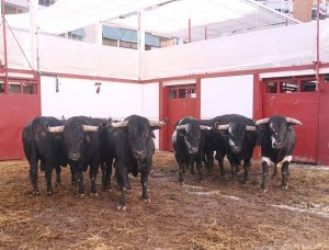 Cuatro de Benítez Cubero y dos de Pallarés para esta tarde en Málaga