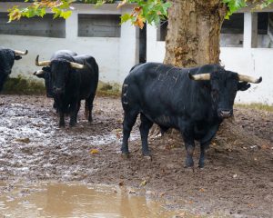 Suspendida la corrida de rejones de Bilbao