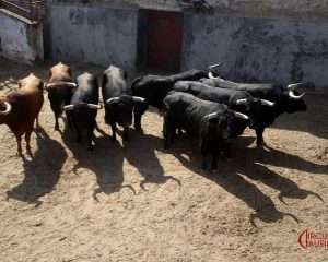 Los astados de Buenavista para el arranque de la Feria de Colmenar Viejo