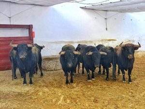 Orden de lidia para la segunda corrida de Almería