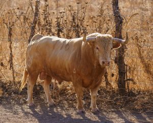 Los astados de Núñez del Cuvillo para la Aste Nagusia bilbaína