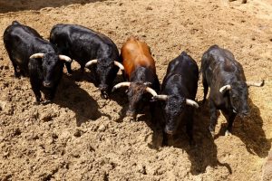 Toros de Daniel Ruiz y Zacarías Moreno para hoy en Cuenca