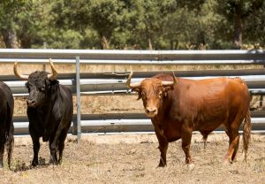Los astados de Daniel Ruiz para las Corridas Generales de Bilbao