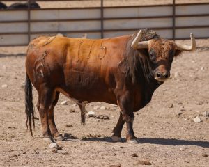 Imponentes toros de Fuente Ymbro con destino a Bilbao