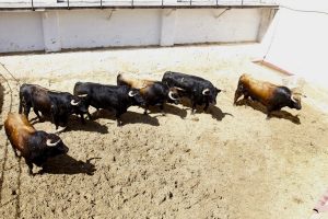 Sorteados los astados de La Palmosilla para Cuenca