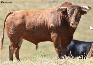 Seria corrida de Monte La Ermita la Higuera de las Dueñas