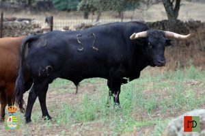 Sorteo de los astados de Montealto para la tercera del Alfarero de Oro