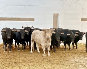 Orden de lidia de los novillos de Fuente Ymbro para esta tarde en Murcia
