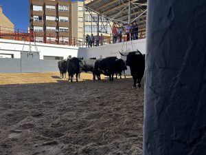 Los novillos de López Gibaja para esta tarde en Albacete