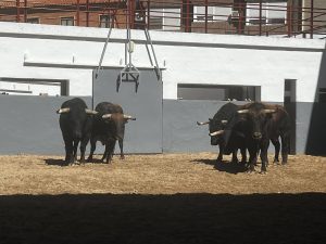 Sorteados los de Montealto para la segunda de la Feria de Albacete