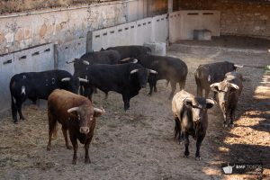 Los novillos de Antonio Palla para la primera de la Feria de Salamanca