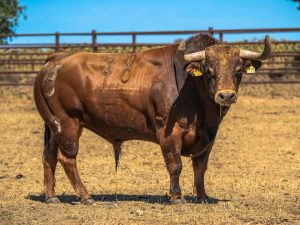 Los toros de Antonio Bañuelos para la última de Valladolid