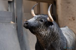 Los toros de la Corrida Concurso de Ganaderías ya están en Las Ventas