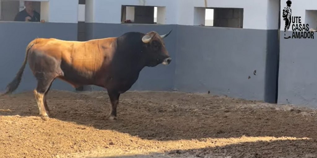 Los toros de Domingo Hernández y Garcigrande para la 'Monstruo' de Albacete