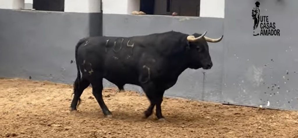 "Zafia", de Jandilla, toro de la alternativa de Samuel Navalón en Albacete