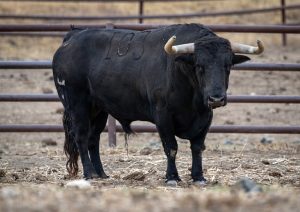 Mario Navas tomará la alternativa en Valladolid con 'Valijero', de Juan Pedro Domecq