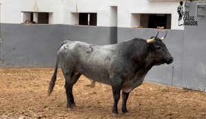 'Guardián', de La Quinta, abre la tarde en Albacete