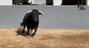 Las reses de Los Espartales para la de rejones de Albacete