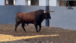 Los ejemplares de Conde de Mayalde para la penúltima de Albacete