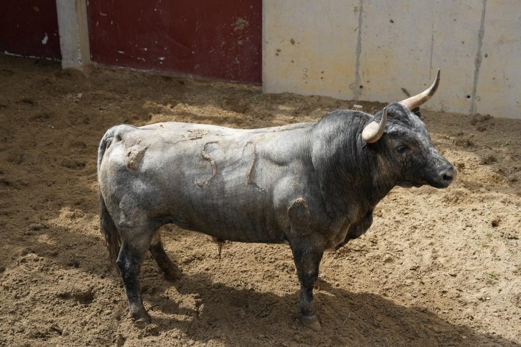 Cuatro toros de Pallarés y dos de Benítez Cubero para Illescas