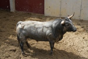 Cuatro toros de Pallarés y dos de Benítez Cubero para Illescas