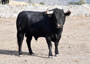 Enrique Ponce se despedirá de Valladolid con 'Manisero' de Victoriano del Río