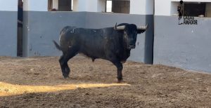 "Borceguí", de Victorino Martín, cierra la Feria de Albacete