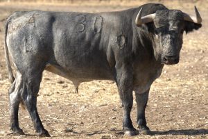 Orden de lidia para la gesta con 'Victorinos' de Emilio de Justo en Valladolid