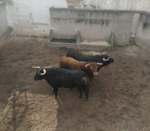 Los toros del mano a mano Luque-Rufo