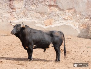 Los toros de la corrida concurso de Salamanca