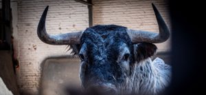 Los astados de Dolores Aguirre y Sobral para el desafío de hoy en Madrid