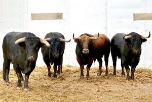 Orden de lidia de los toros de Hnos. García Jiménez para hoy en Murcia