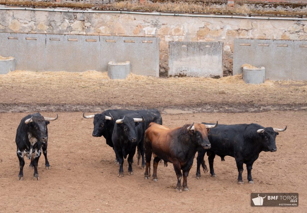 Los toros de Garcigrande para hoy en Salamanca