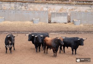 Los toros de Garcigrande para hoy en Salamanca