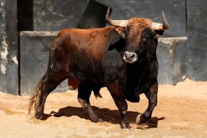 Los toros de Garcigrande para la segunda de San Miguel