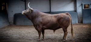 Orden de lidia para el adiós de Ponce a Madrid