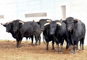 Orden de lidia de las reses de Los Espartales para la corrida de rejones de Murcia