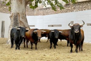 Sorteados los astados de Luis Algarra para el comienzo de la Feria de Murcia