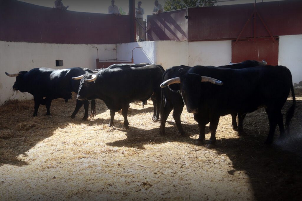 Los de Guiomar Cortés de Moura para la de rejones en Palencia
