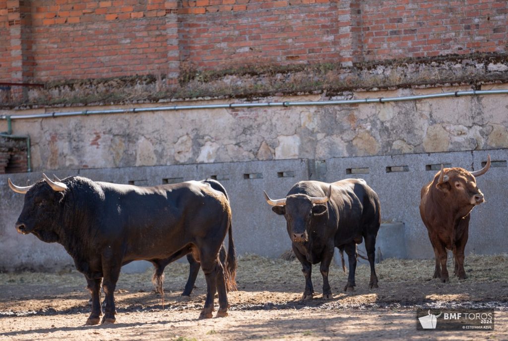 Los toros de Vellosino para la segunda corrida de Salamanca