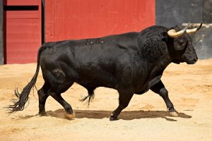 'Dakar', de Victoriano del Río, abre la Feria de San Miguel