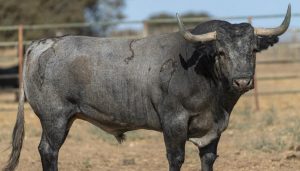 Impresionantes toros de Victorino Martín para cerrar la Feria de Albacete