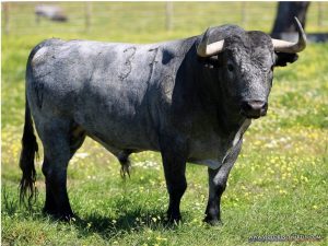 Muere "Cobradiezmos", el 'Victorino' indultado en Sevilla