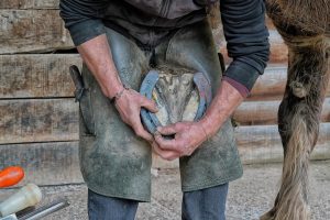 Los Palacios y Villafranca, sede de un curso sobre el caballo