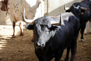 Orden de lidia para la corrida concurso de Zaragoza