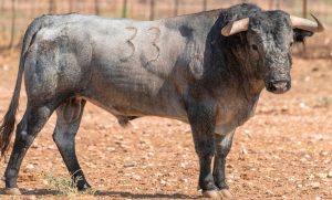 Los 'Victorinos' para esta tarde en Jaén