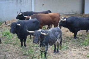 Pamplona ya tiene ganaderías para la Feria del Toro 2025